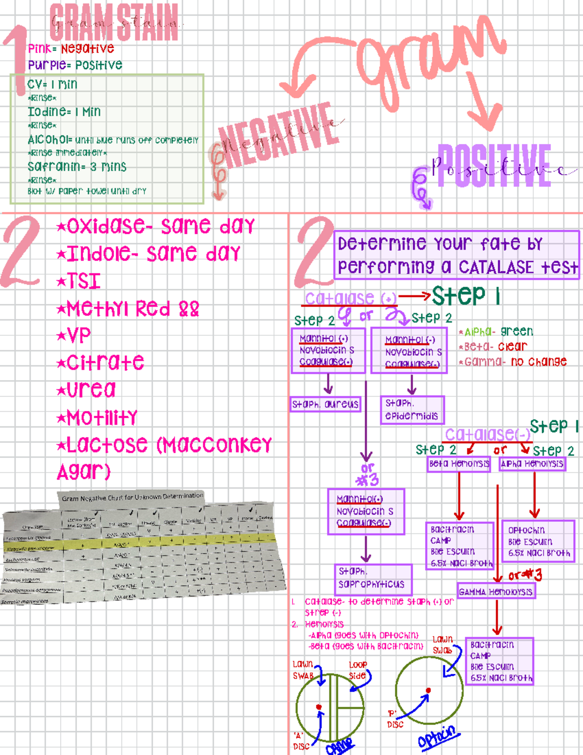 Micro lab unknown notes - GRAM STAIN Gram stain Pink= Negative Purple ...