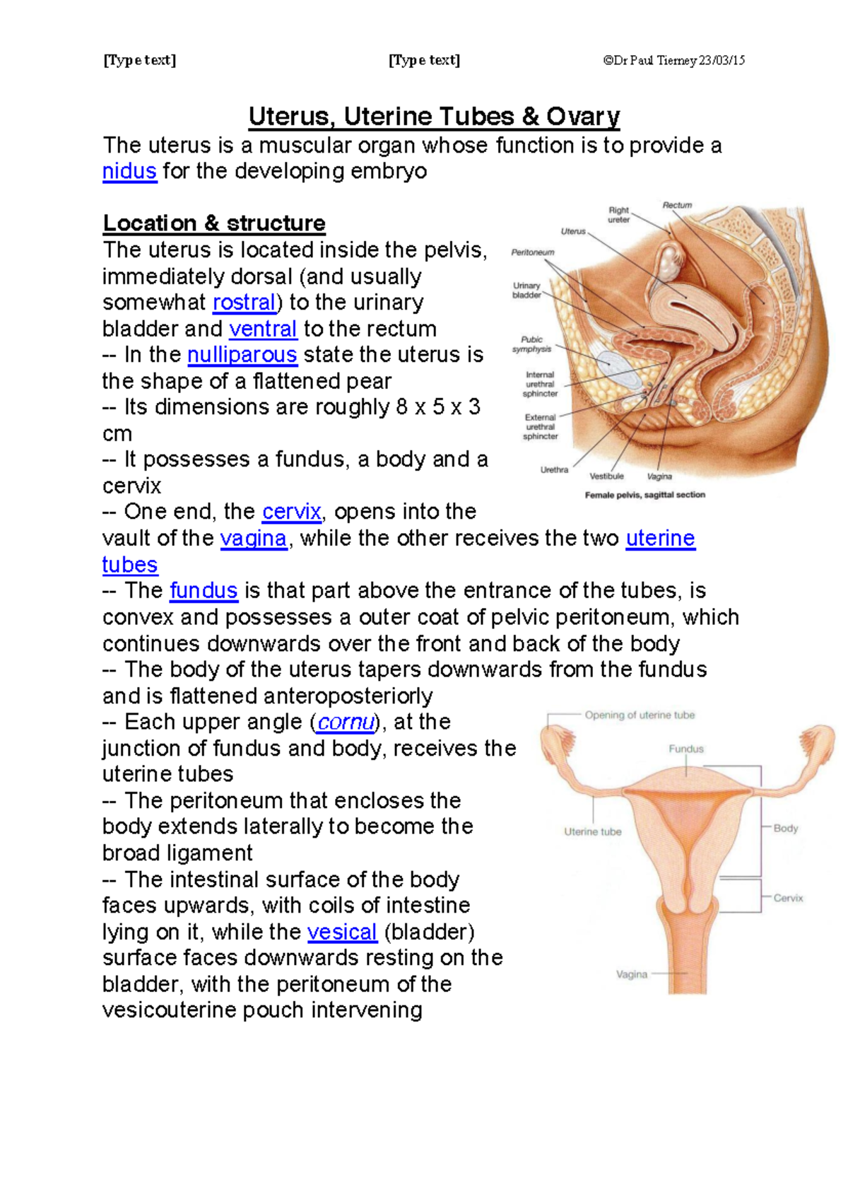 Anatomy Of The Uterus Uterine Tubes And Ovary Studocu