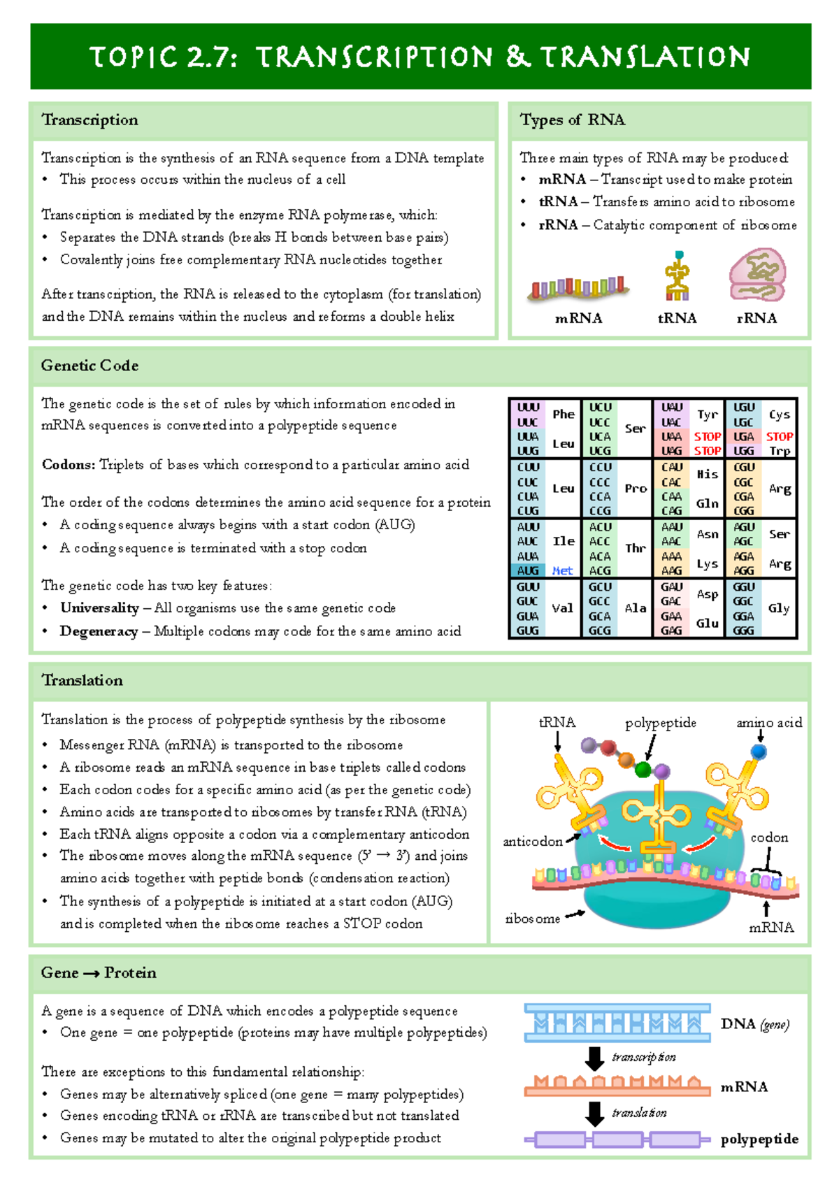 2.7 Transcription & Translation - Genetic Code The genetic code is the ...