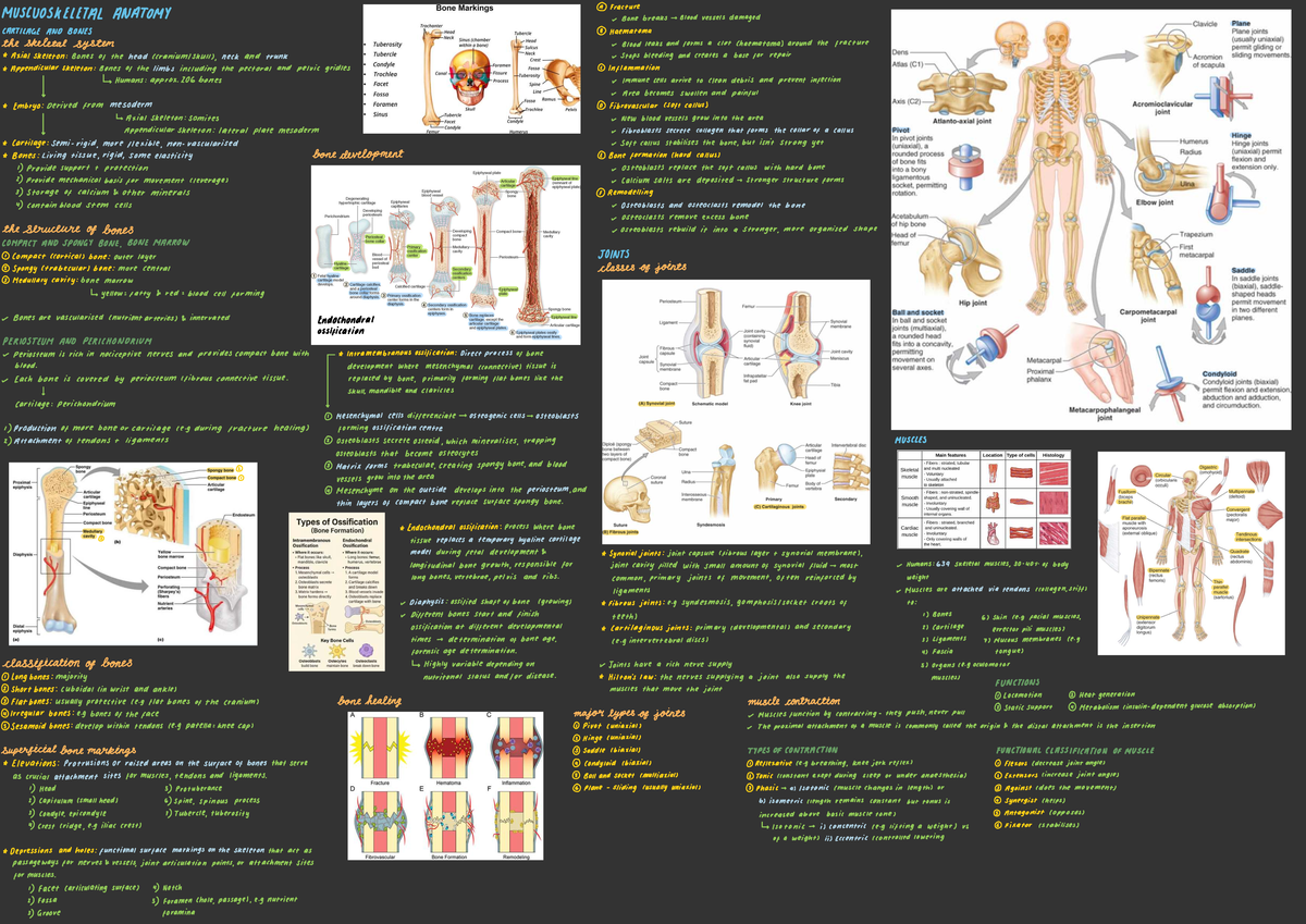 Anatomy Revision 2: Muscle Contraction Types and Functional ...