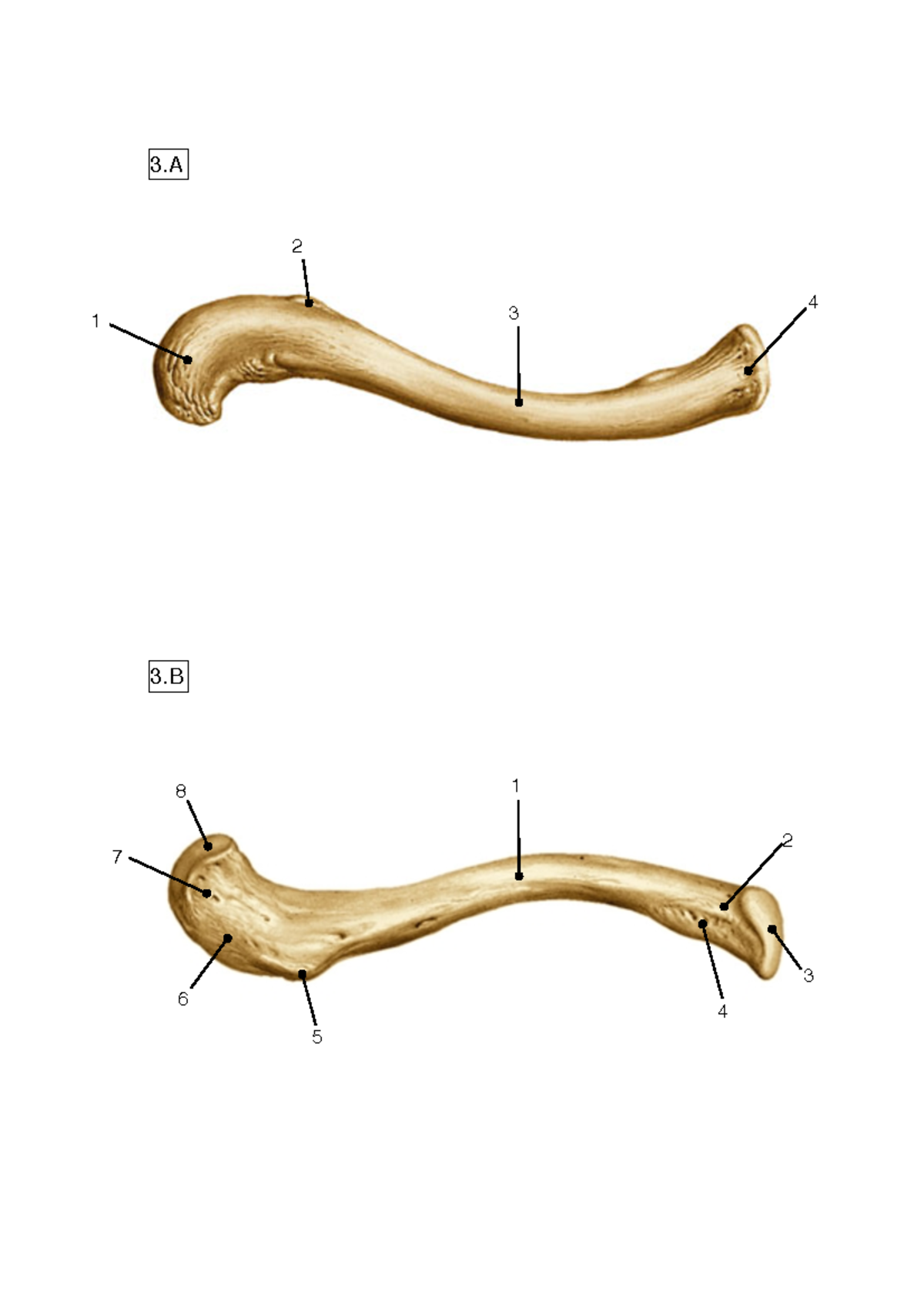 Bovenste-membrum: Gedetailleerde Osteologie van Clavicula en Humerus ...