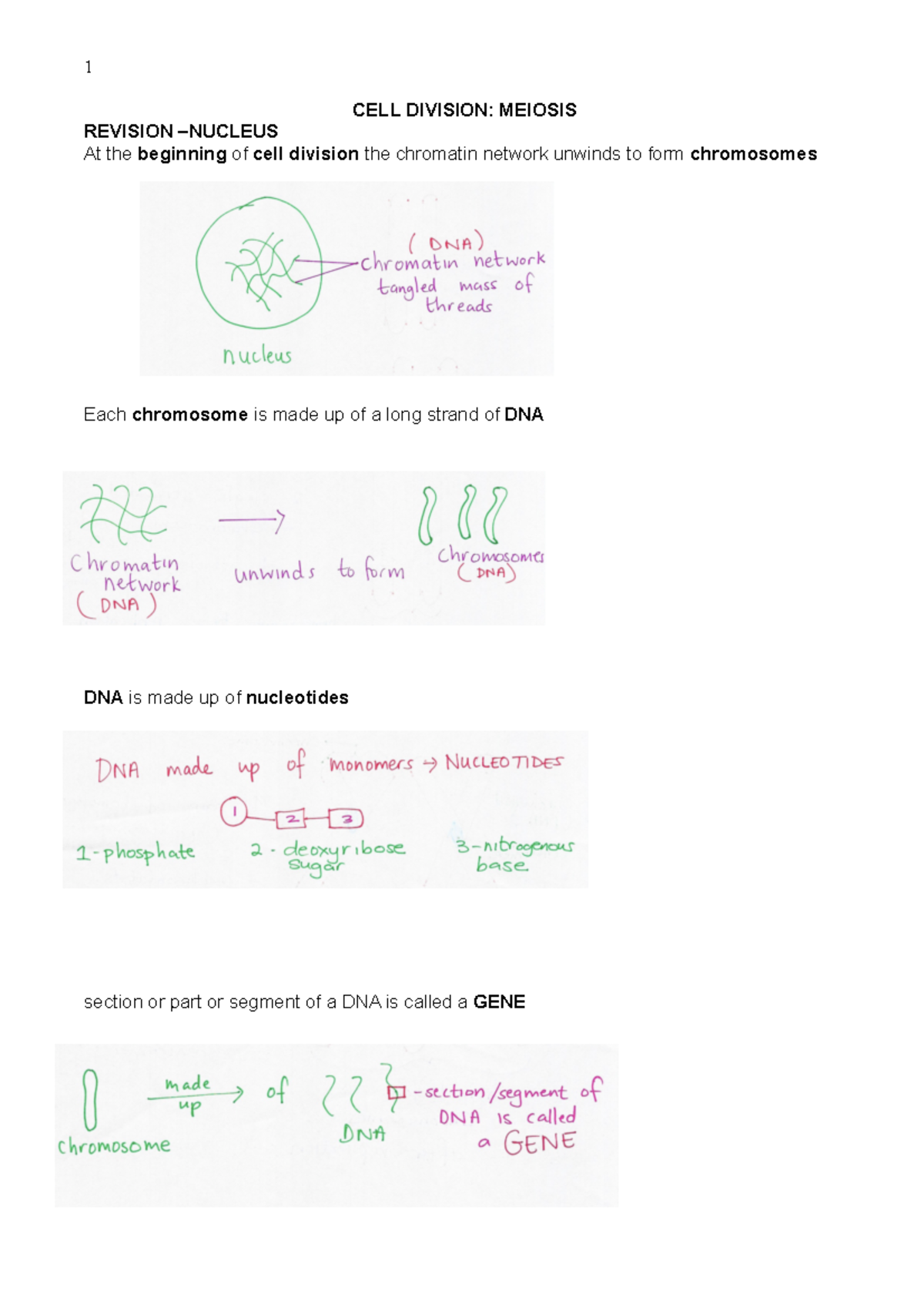 Meiosis 2024 - Detailed Notes on Cell Division and Gametogenesis - Studocu
