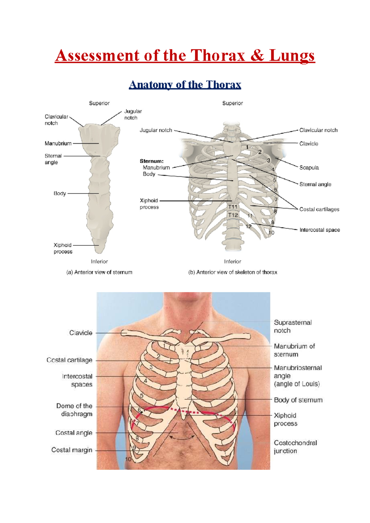 Assessment of Thorax & Lungs Techniques: Key Considerations for HSC 205 ...