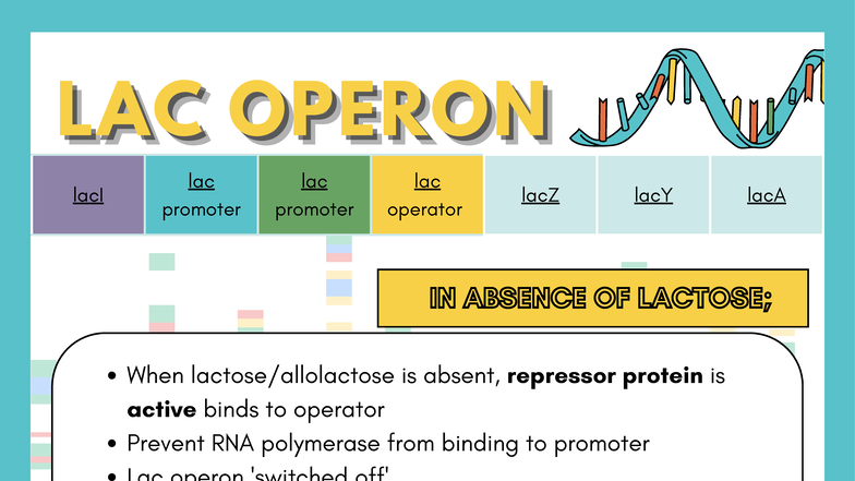 LAC Operon Mechanism: lacI, lac Promoter, and Gene Expression - Studocu