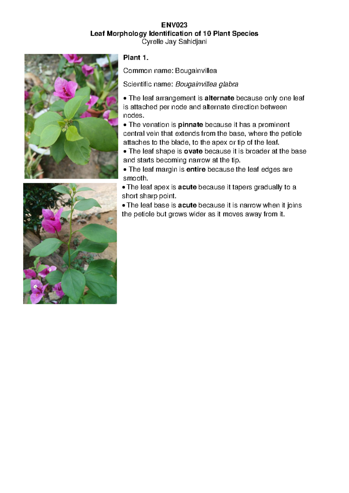 ENV023 Leaf Morphology: Identification of 10 Plant Species - Studocu