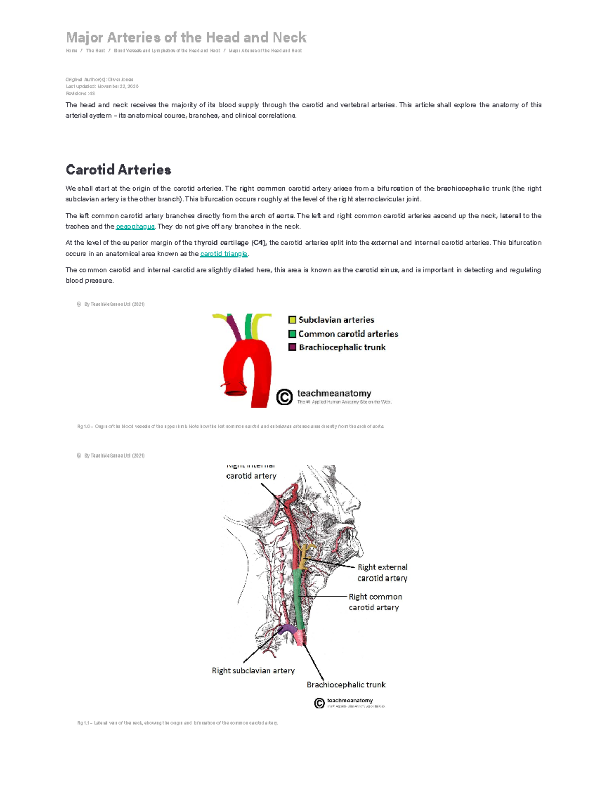 Major Arteries of the Head and Neck: Focus on Carotid Anatomy - Studocu