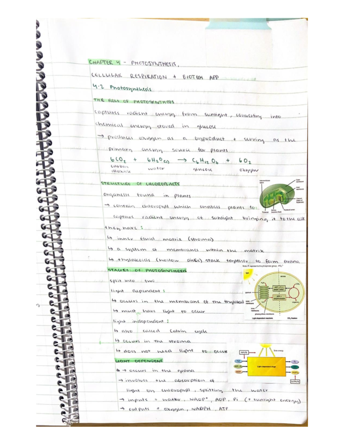 Chapter 4: Photosynthesis and Cellular Respiration Notes (Biotech App ...