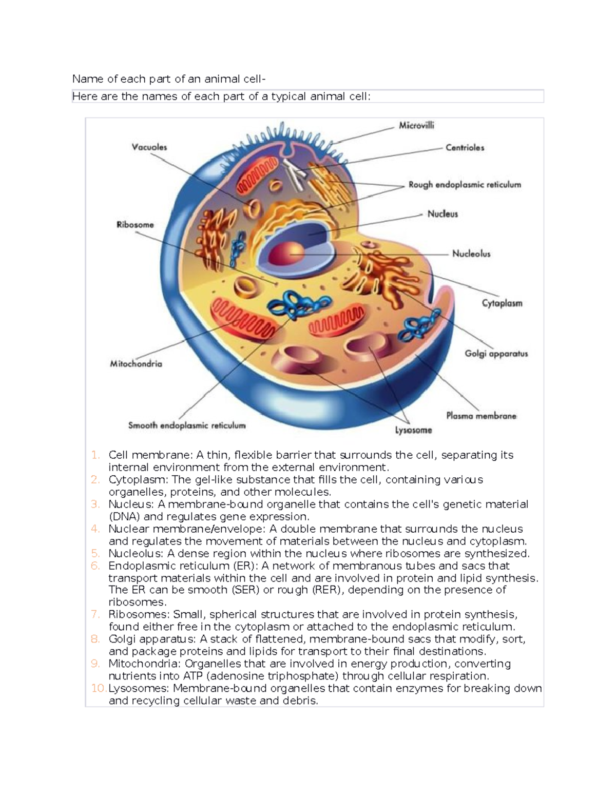 Animal Cell Labeled Parts And Functions