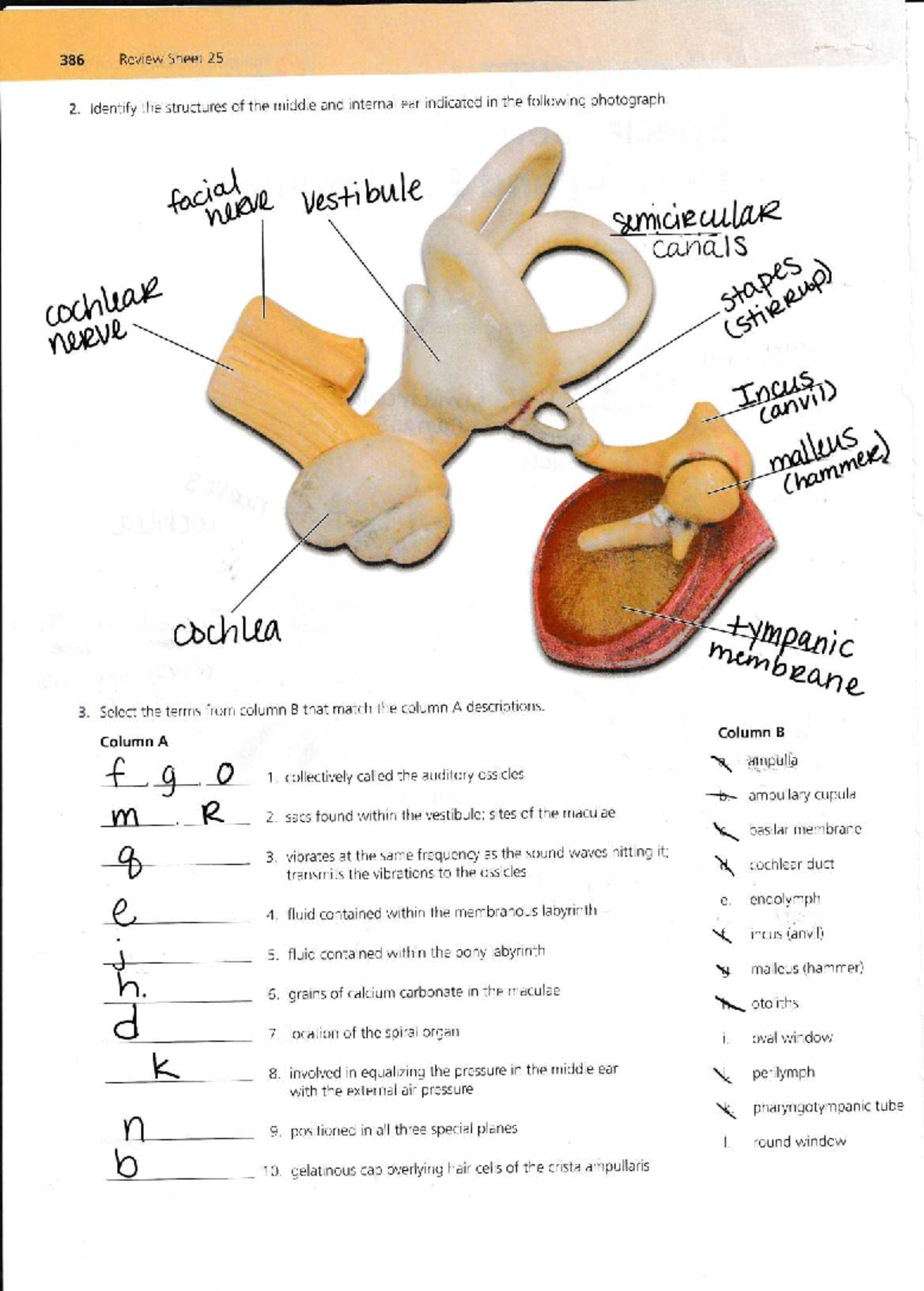 385 Review Sheet: Worksheets for Extra Practice in Ear Structures - Studocu