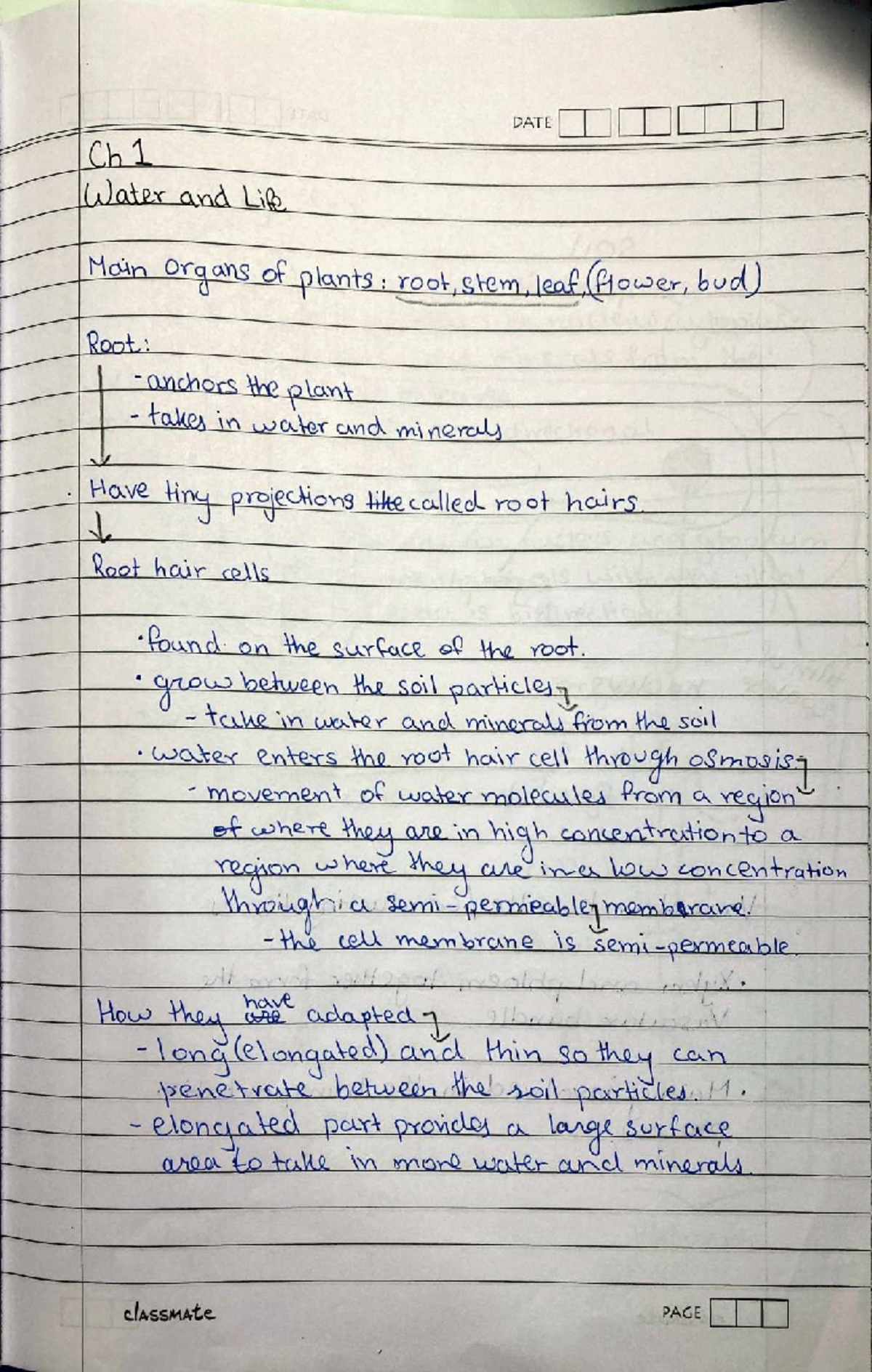 Biology Notes - Grade 8 - Term 1: Water, Life, and Genetics - Studocu