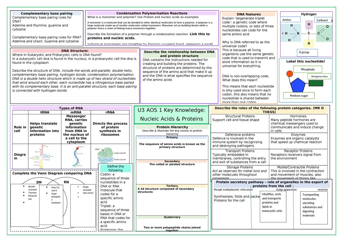 U3 Nucleic acids & proteins summary poster 2023 - U3 AOS 1 Key ...