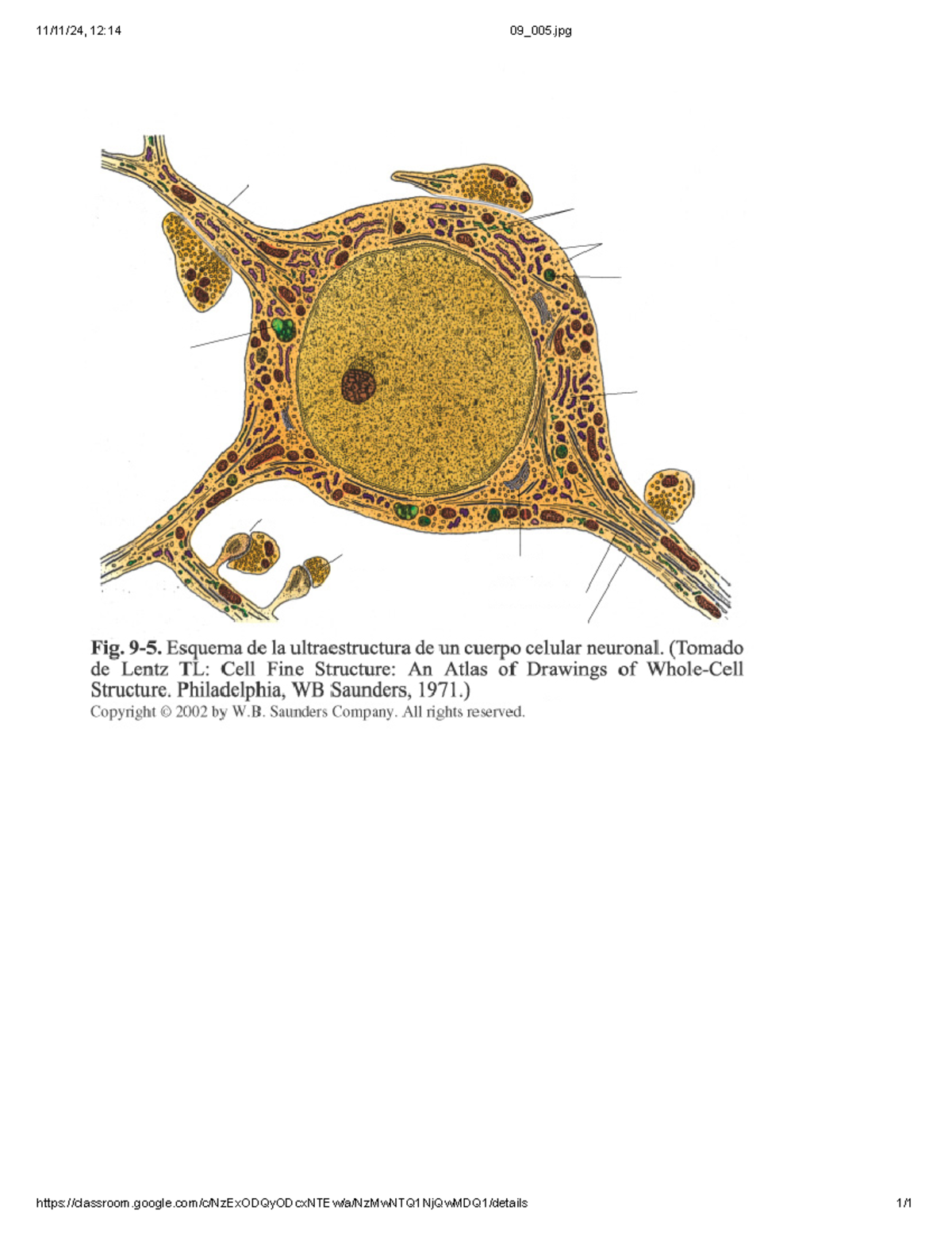 Imagen 1 - eofpropro - Histologia - 11/11/24, 12:14 09_005 Fig. 9  Cell Fine Structure : An Atlas of Drawings of Whole-Cell Structure main image 0