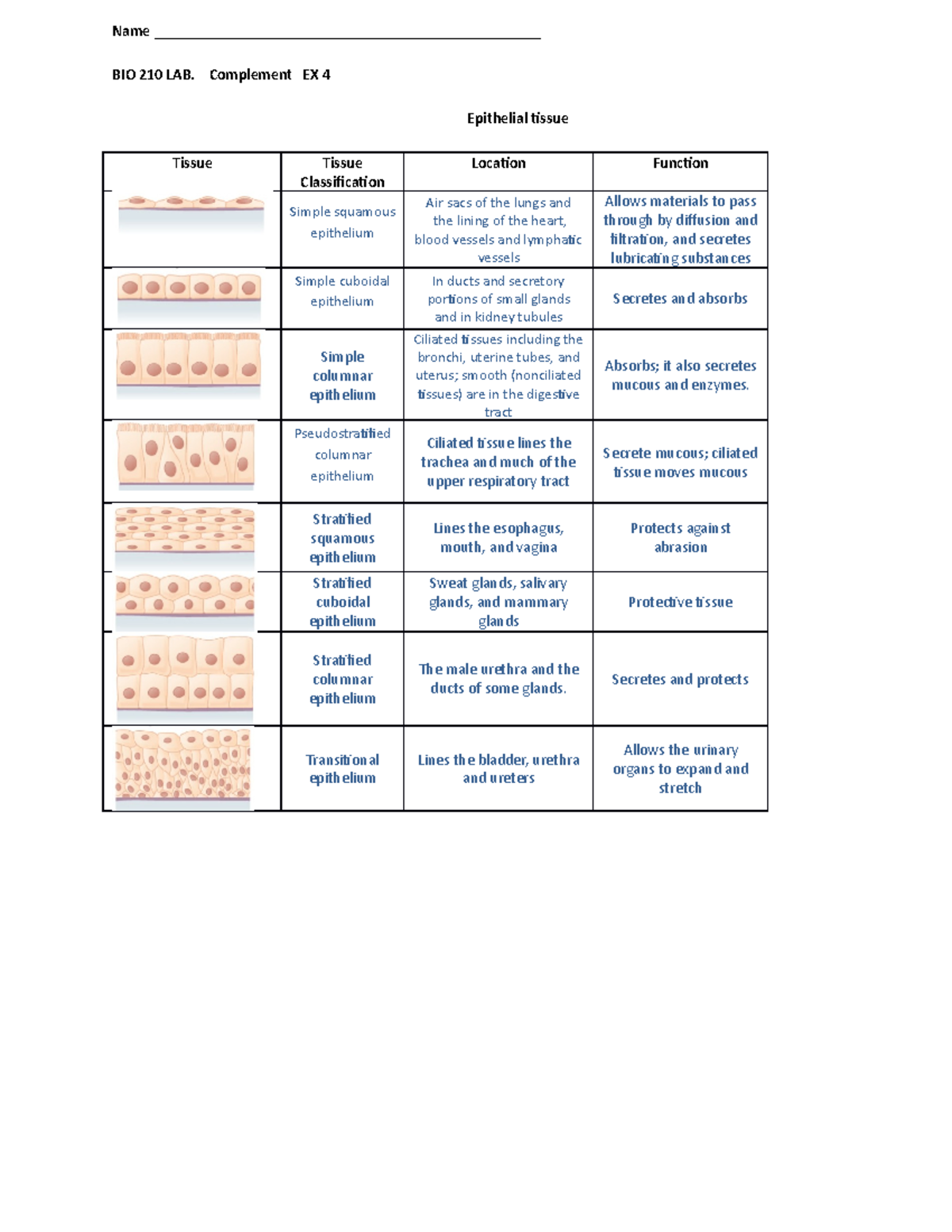 BIO 210 Lab 3a Epithelial Tissue Characteristics & Functions - Studocu