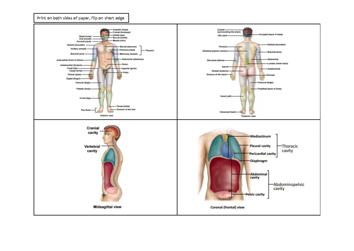 Male and Female Genitalia - ANATOMY AND PHYSIOLOGY MALE EXTERNAL ...