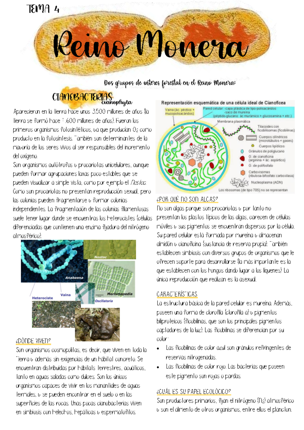 Resumen del Reino Monera: Cianobacterias y Bacterias Fijadoras - Studocu