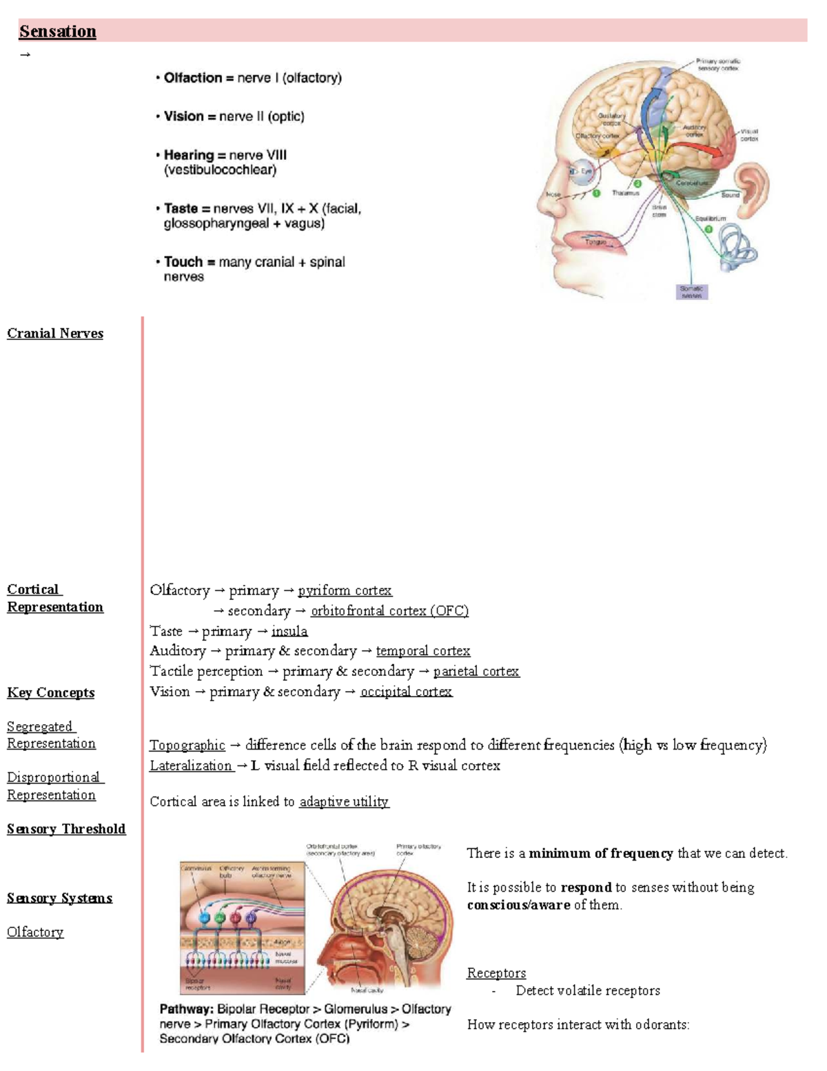 HMB200 Lecture 4: Key Concepts in Sensory Systems and Cortical ...