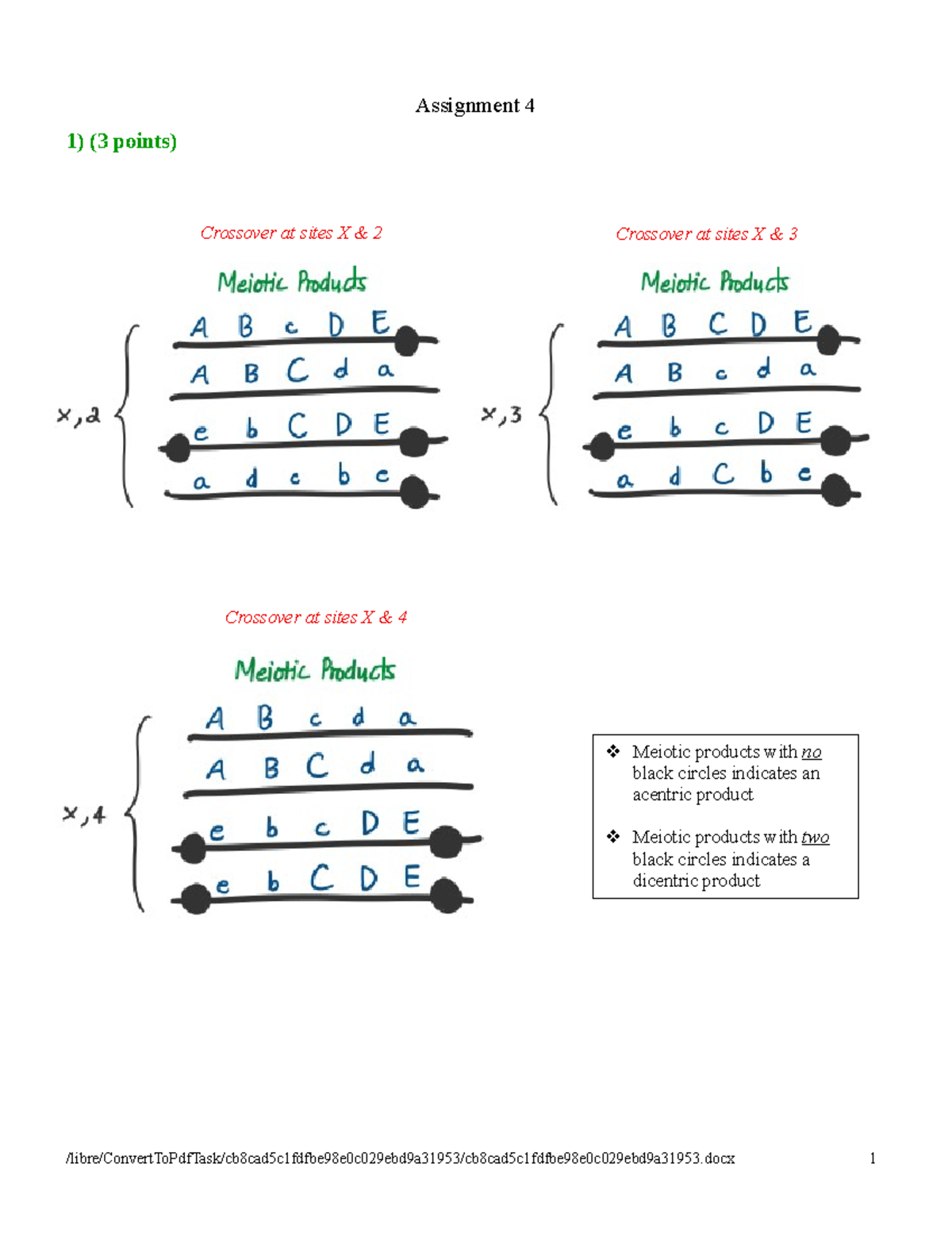 Assignment 4: Crossover Analysis and Meiotic Products Report - Studocu