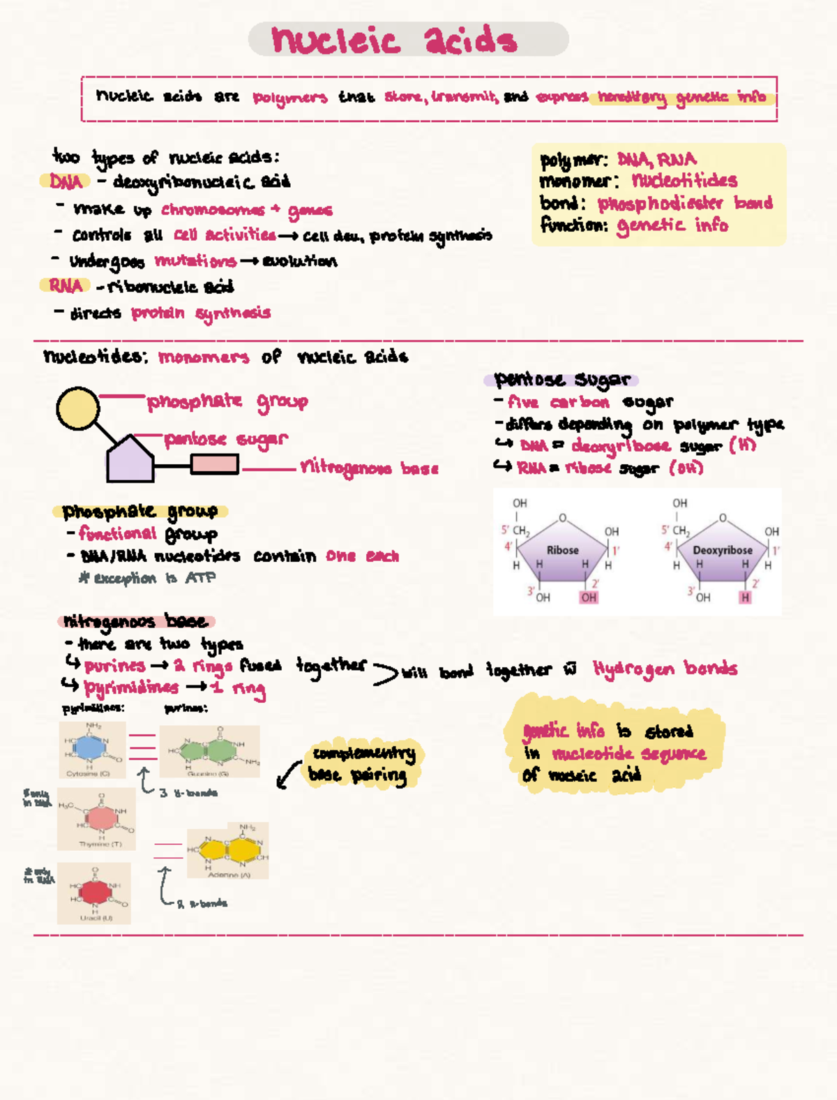 Nucleic Acids Overview: Structure, Function, and Types - Studocu