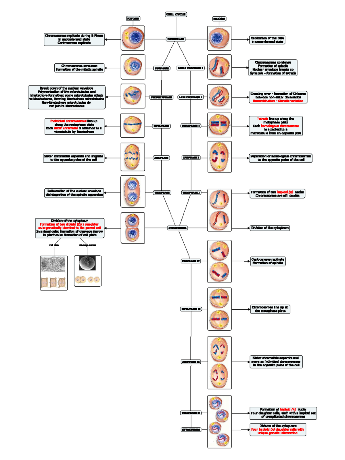 Mitosis & Meiosis Concept Maps for Biology Exam 101 - Studocu