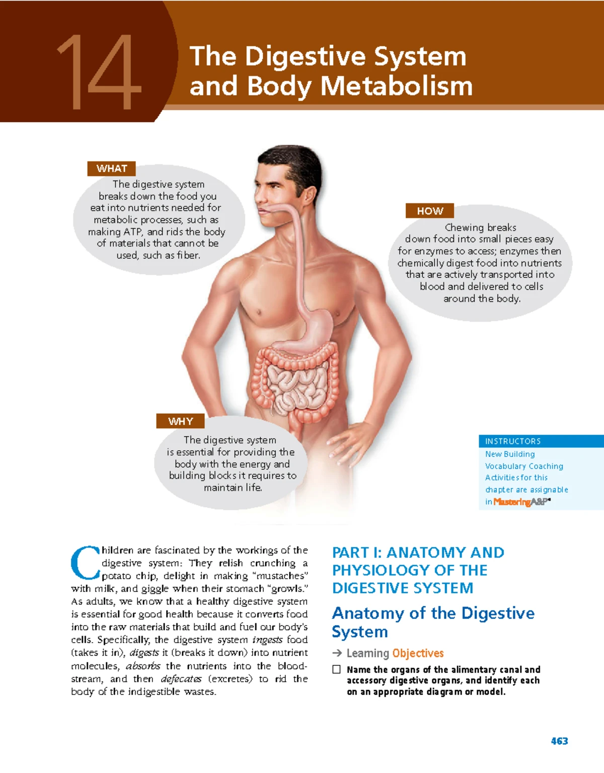 **Title: Chapter 15: The Urinary System Overview and Functions** - Studocu