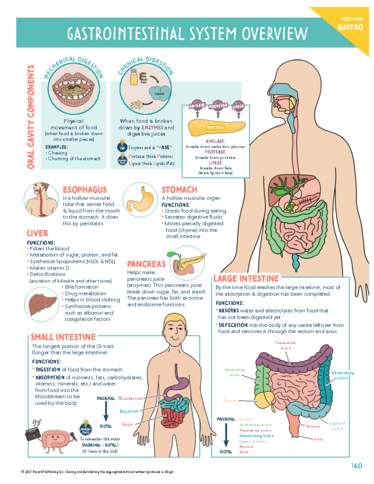 Gastrointestinal System Components