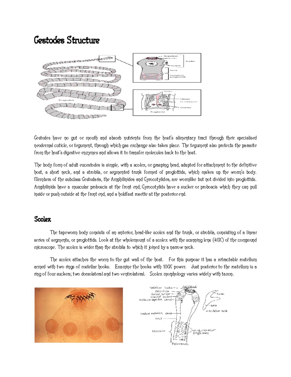Cestodes - The tegument also protects the parasite from the host's ...