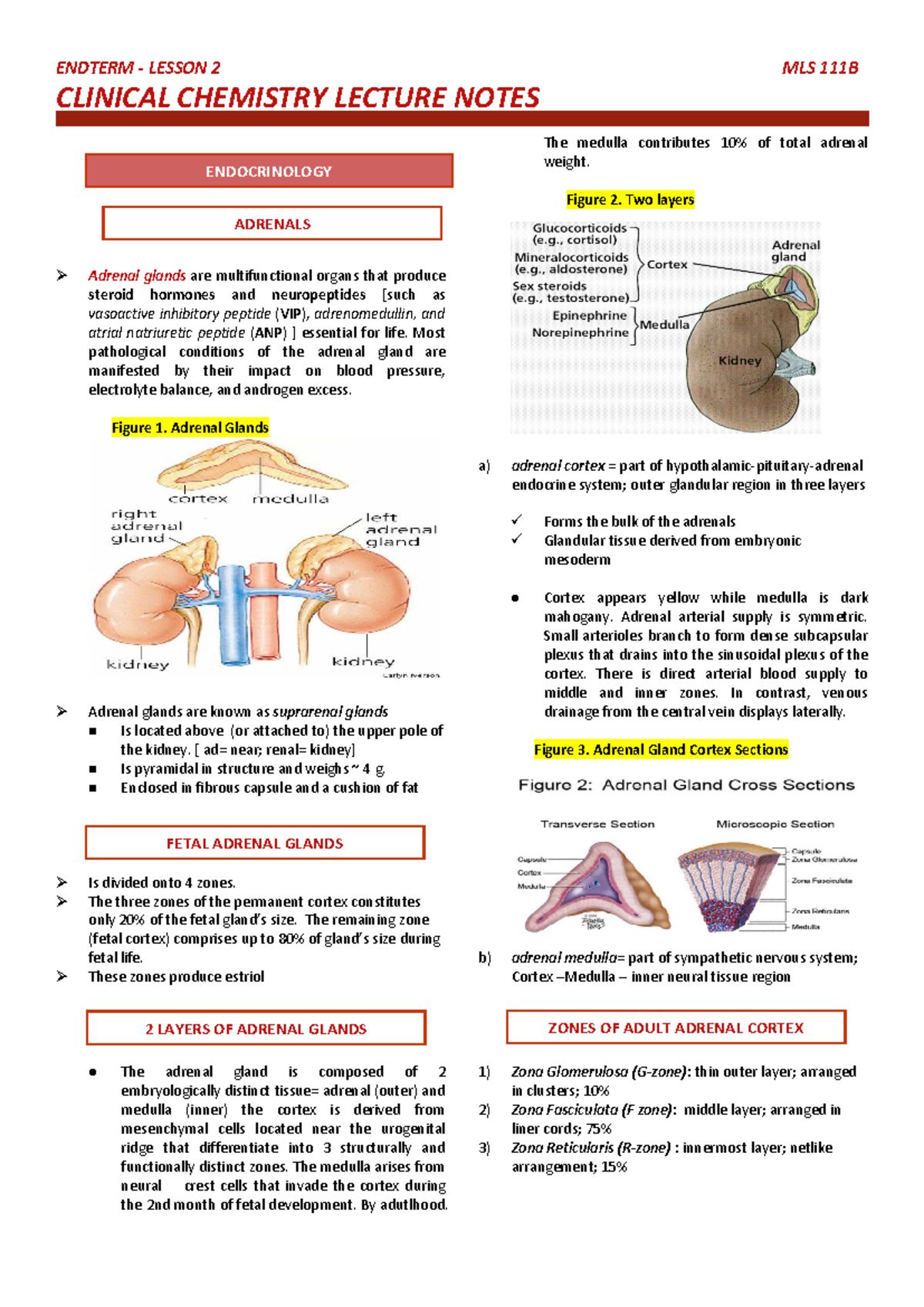 Cclec 2 Ndsem Final Exam L2 Adrenal Glands Overview - Studocu