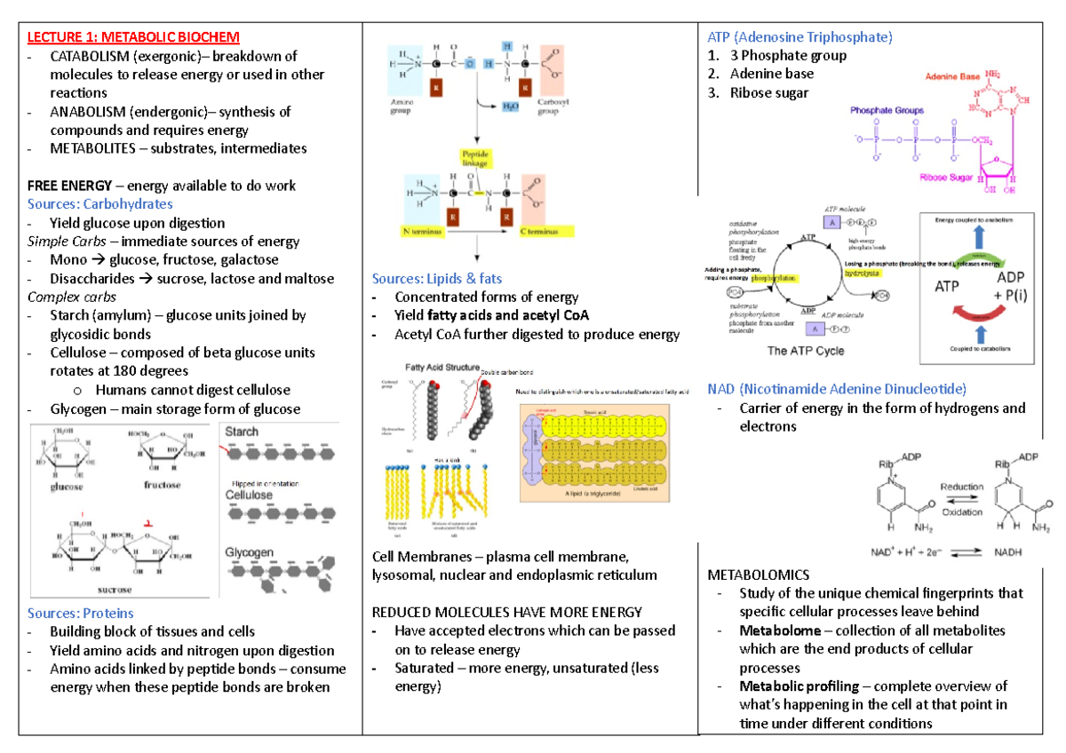 Metabolic Biochem Notes (HD 2021): Key Concepts & Insights. - Studocu