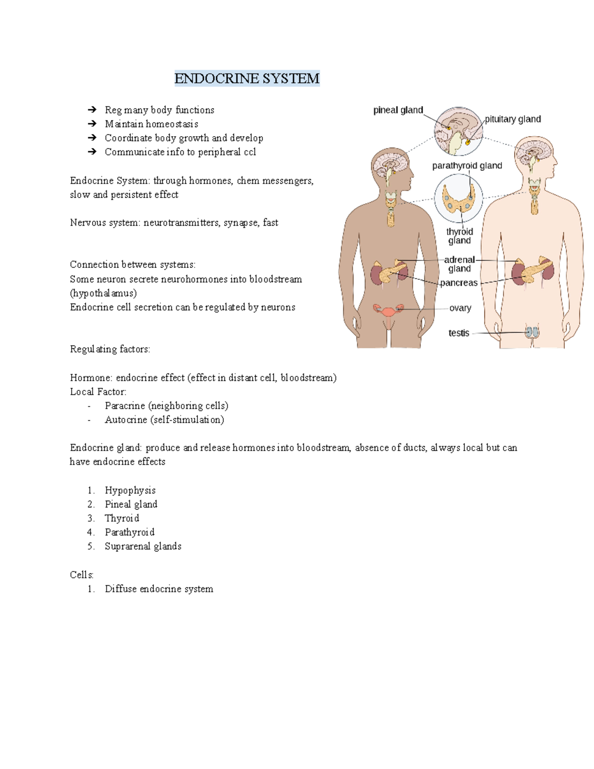 Endocrine System Overview - Class Notes and Key Concepts - Studocu