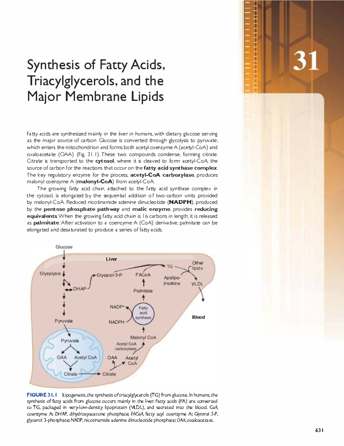 TAG - Synthesis of Fatty Acids, Triacylglycerols, and Major Membrane ...