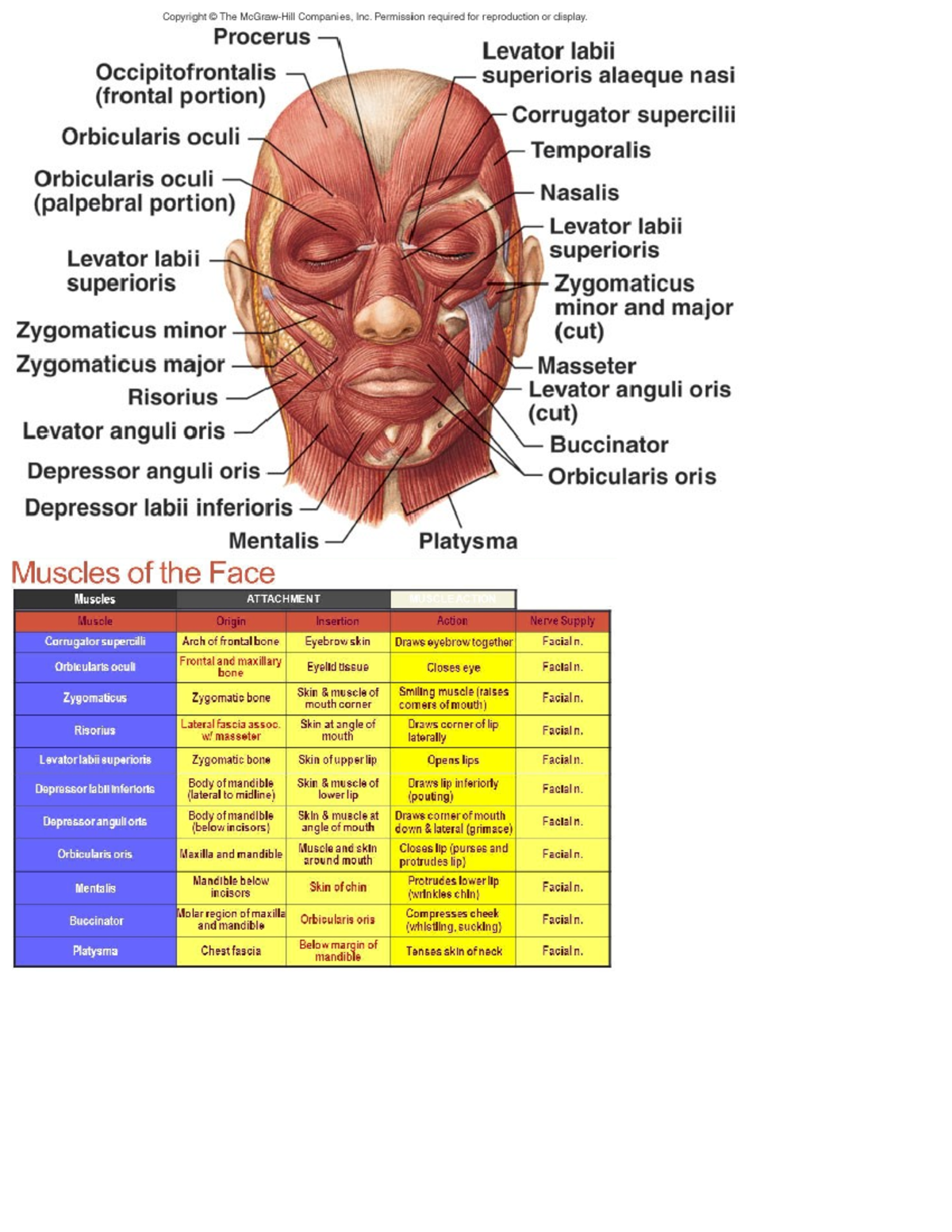 Muscle OINA of the Face: Anatomy and Functions - Studocu