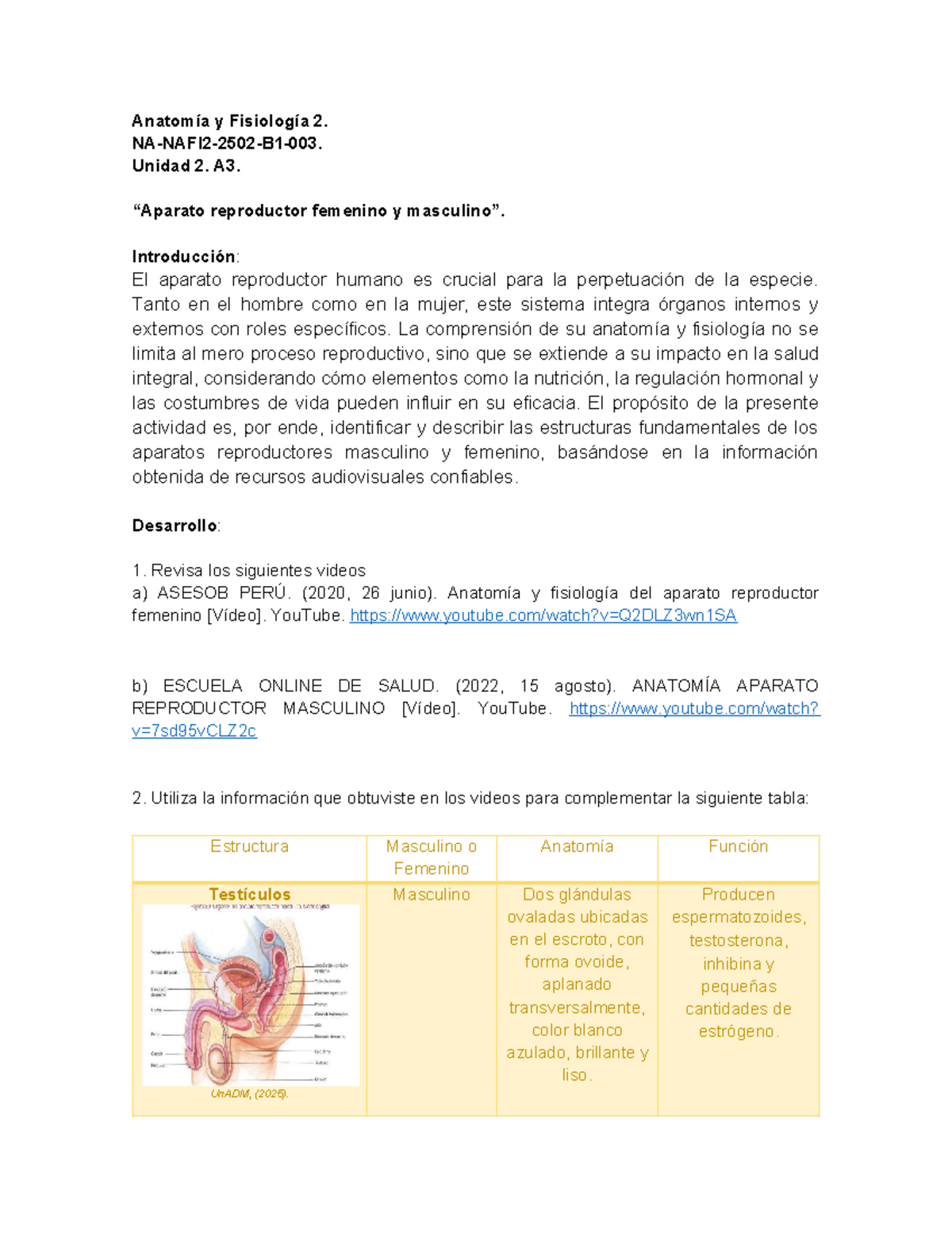 Aparato Reproductor Masculino Youtube 1280x720