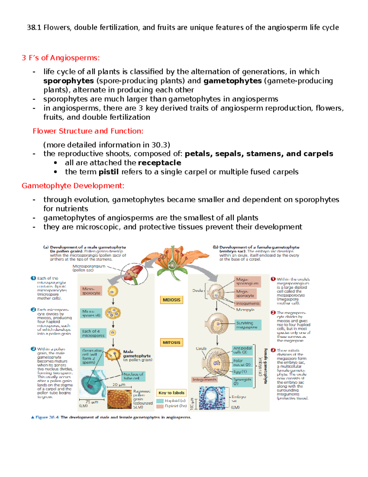 38.1 Key Traits of Angiosperms: Flowers, Fruits, and Fertilization ...
