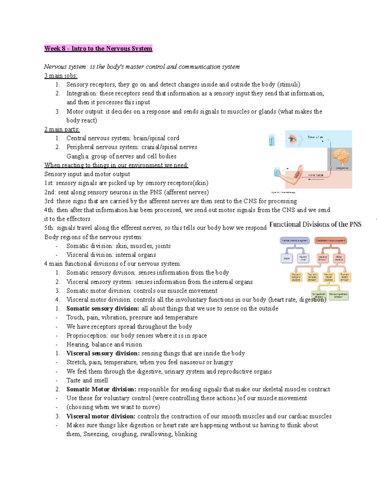 Week 8 Anatomy: Introduction to the Nervous System (ANAT 101) - Studocu