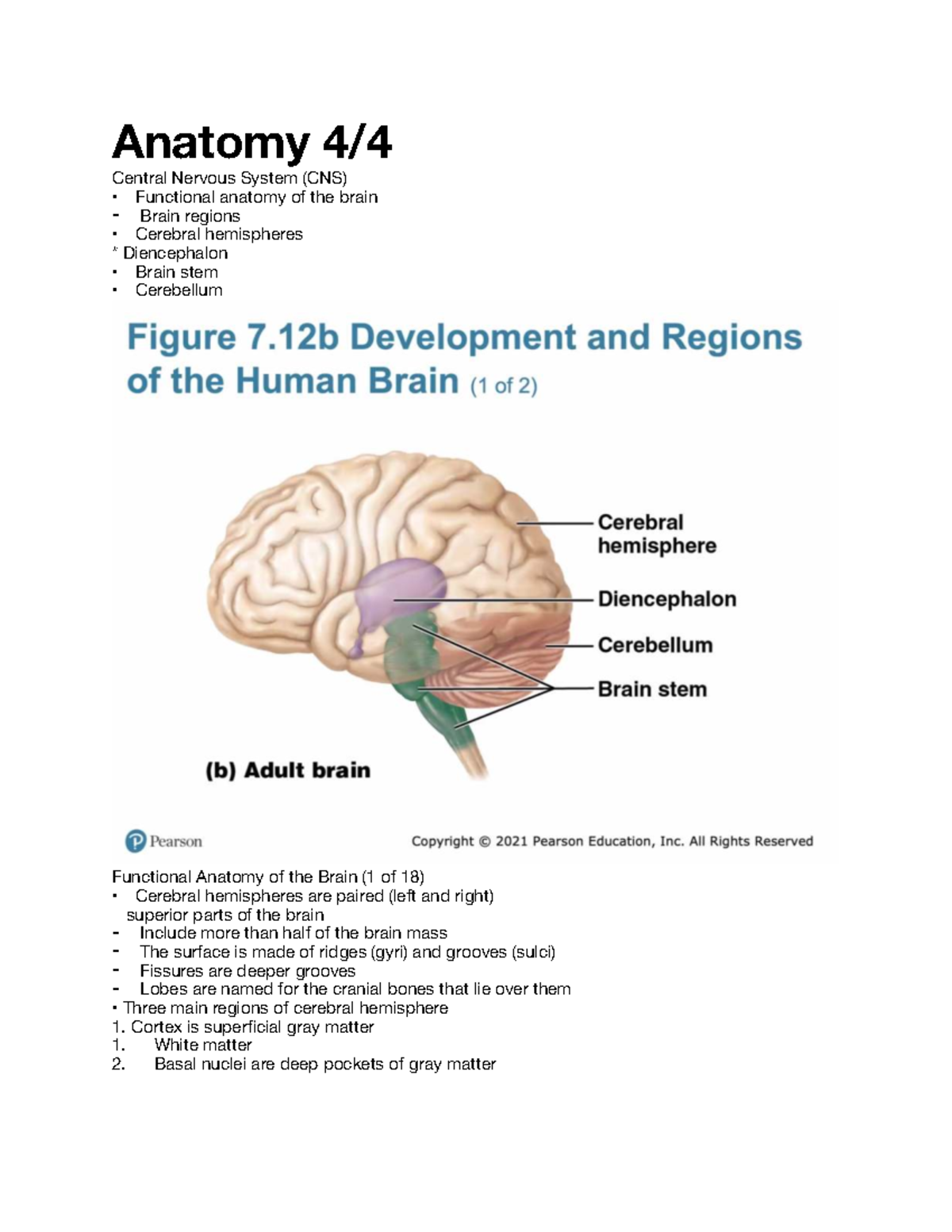 Anatomy 44: Functional Overview of the Central Nervous System (CNS ...