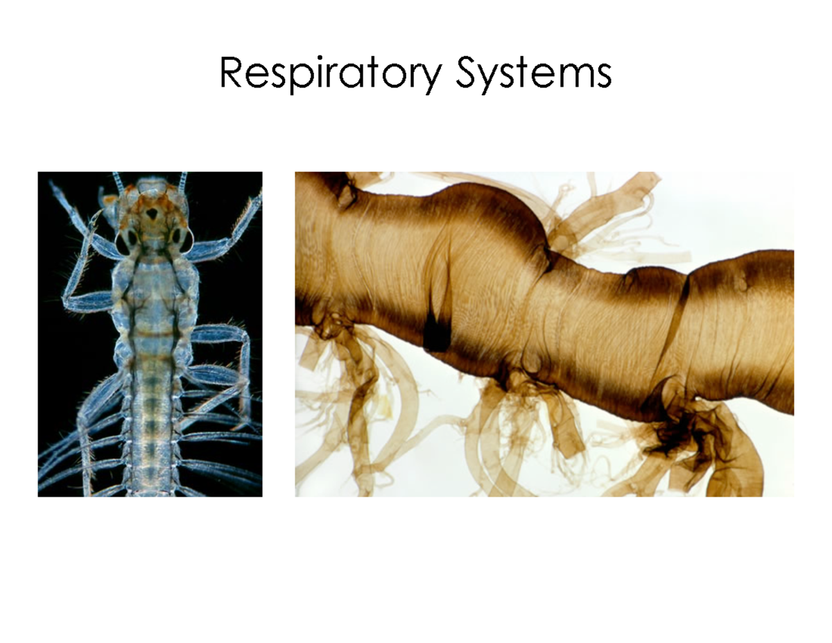 Gaseous Exchange in Insects: Factors Affecting O2 and CO2 Diffusion ...