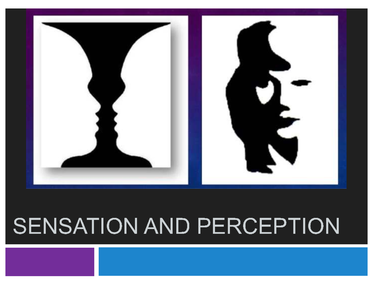 Sensation and Perception Overview for PSY 10: Lecture 6 Notes - Studocu