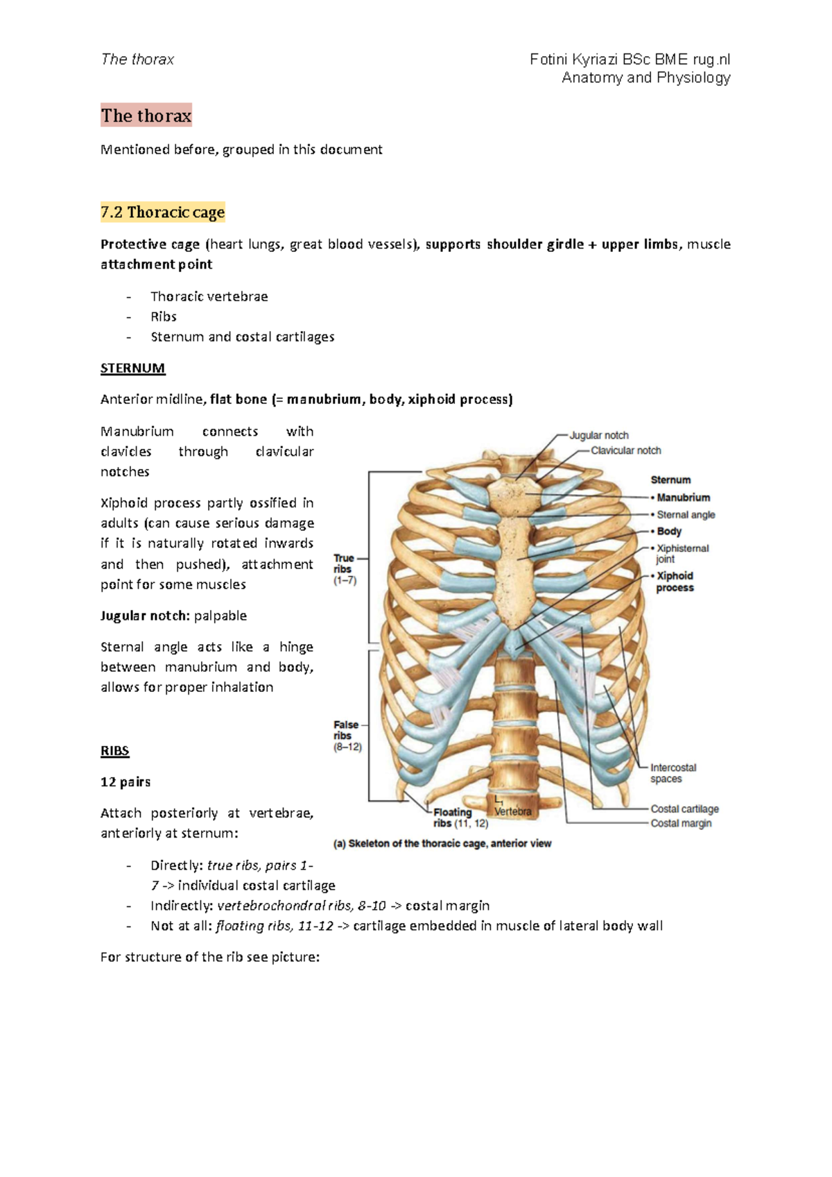 The Thorax: Anatomy & Physiology Overview C3 - Human A+P - Studeersnel