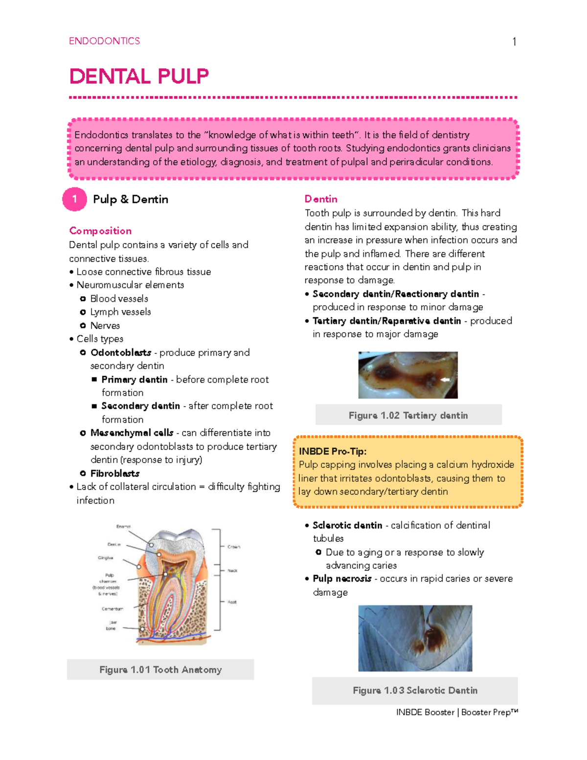 INBDE Endodontics Comprehensive Study Notes - Studocu