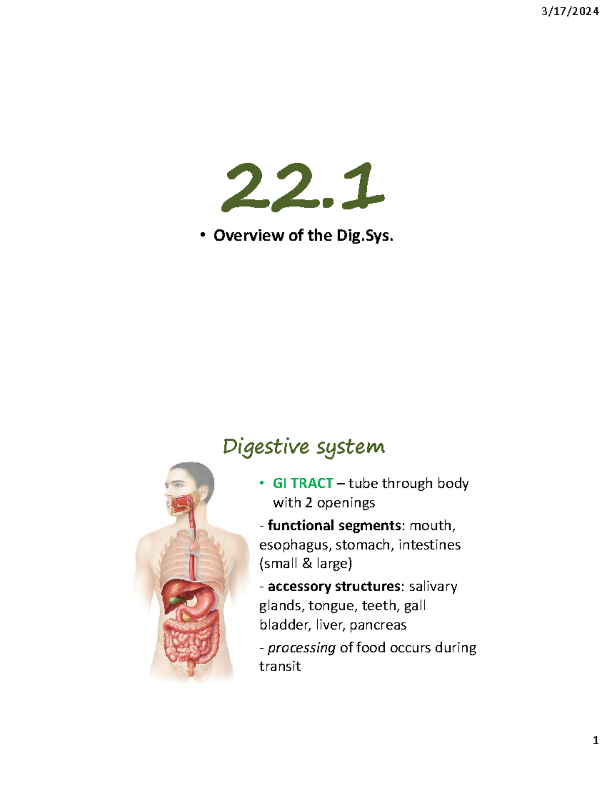 Digestive System Overview - Key Components and Functions (BIO 101 ...