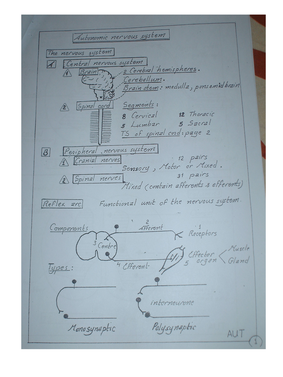 ANS - Diagrams - Autonomic Nervous System - Studocu