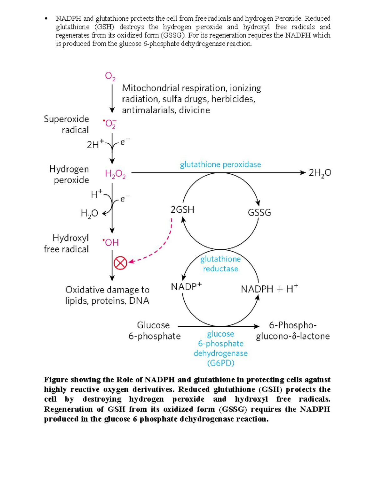 neurobiologix glutathione cream More on carbohydrates and metabolism -  NADPH and glutathione protects the  cell from free radicals