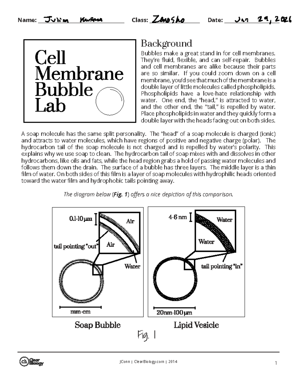 Bubble Lab - The Cell Membrane Model Experiment (BIO101) - Studocu