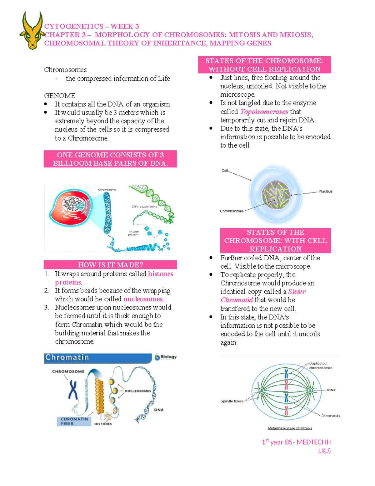 **Cell Biology - Chromosomes and Genome Overview** - Studocu