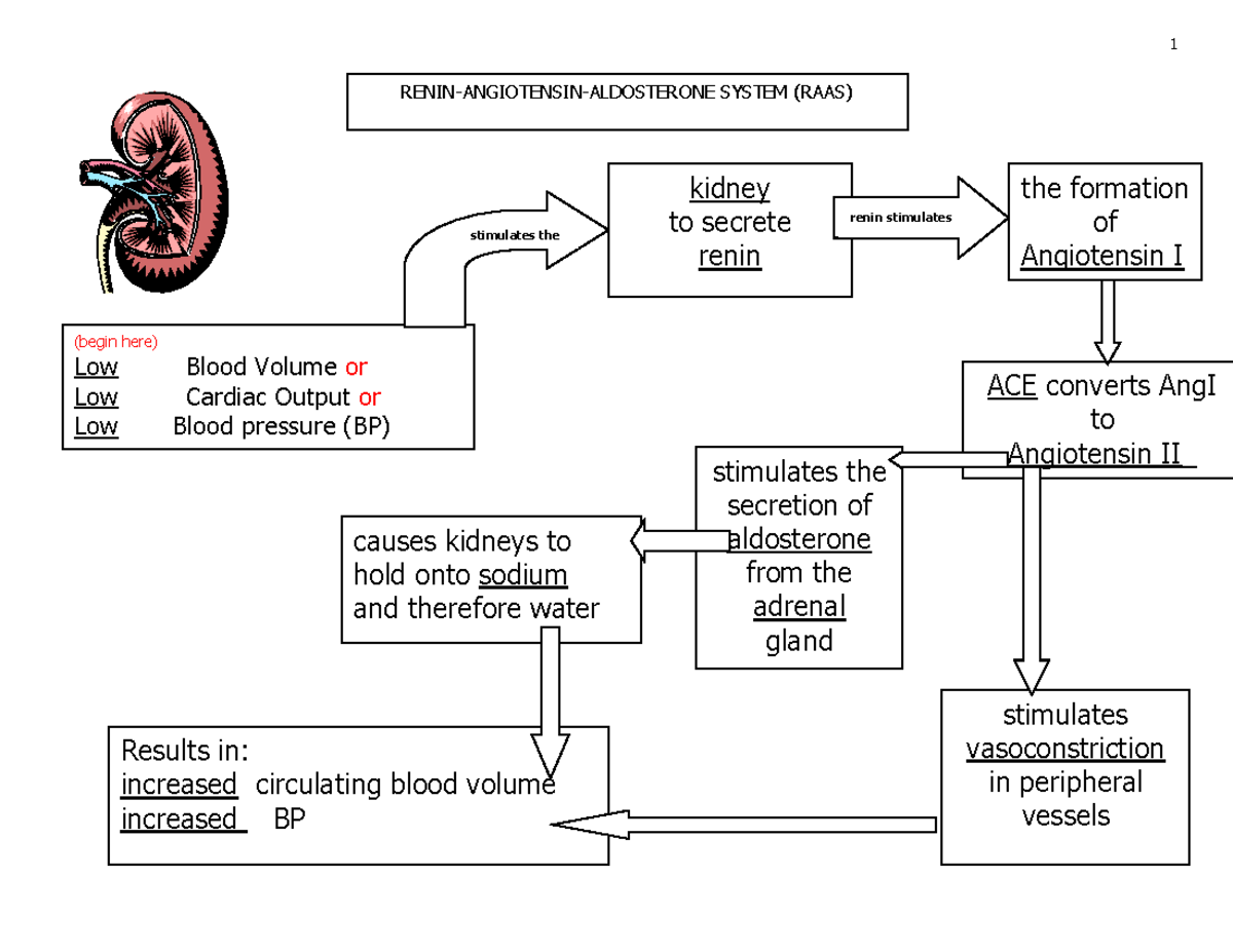 Compensatory Mechanisms in Response to Low BP and Blood Volume - Studocu