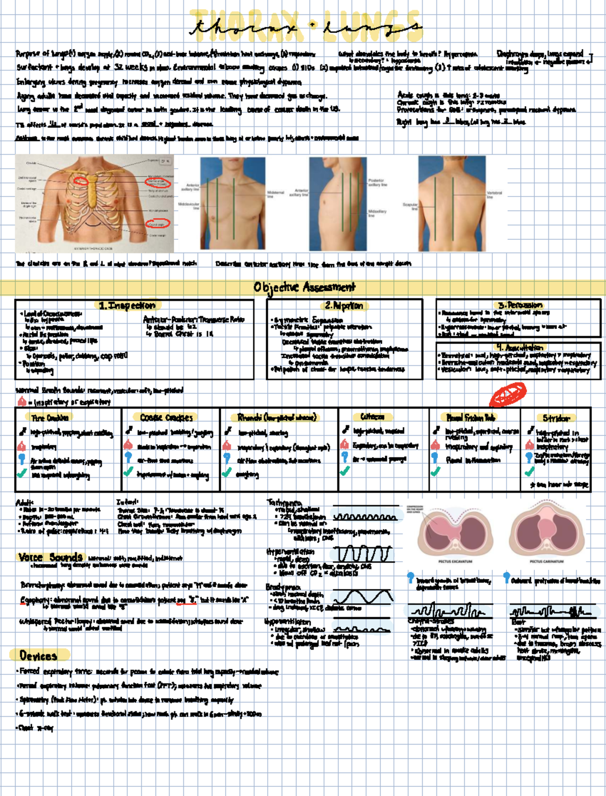 Thorax & Lungs: Key Functions and Assessment Techniques - Studocu
