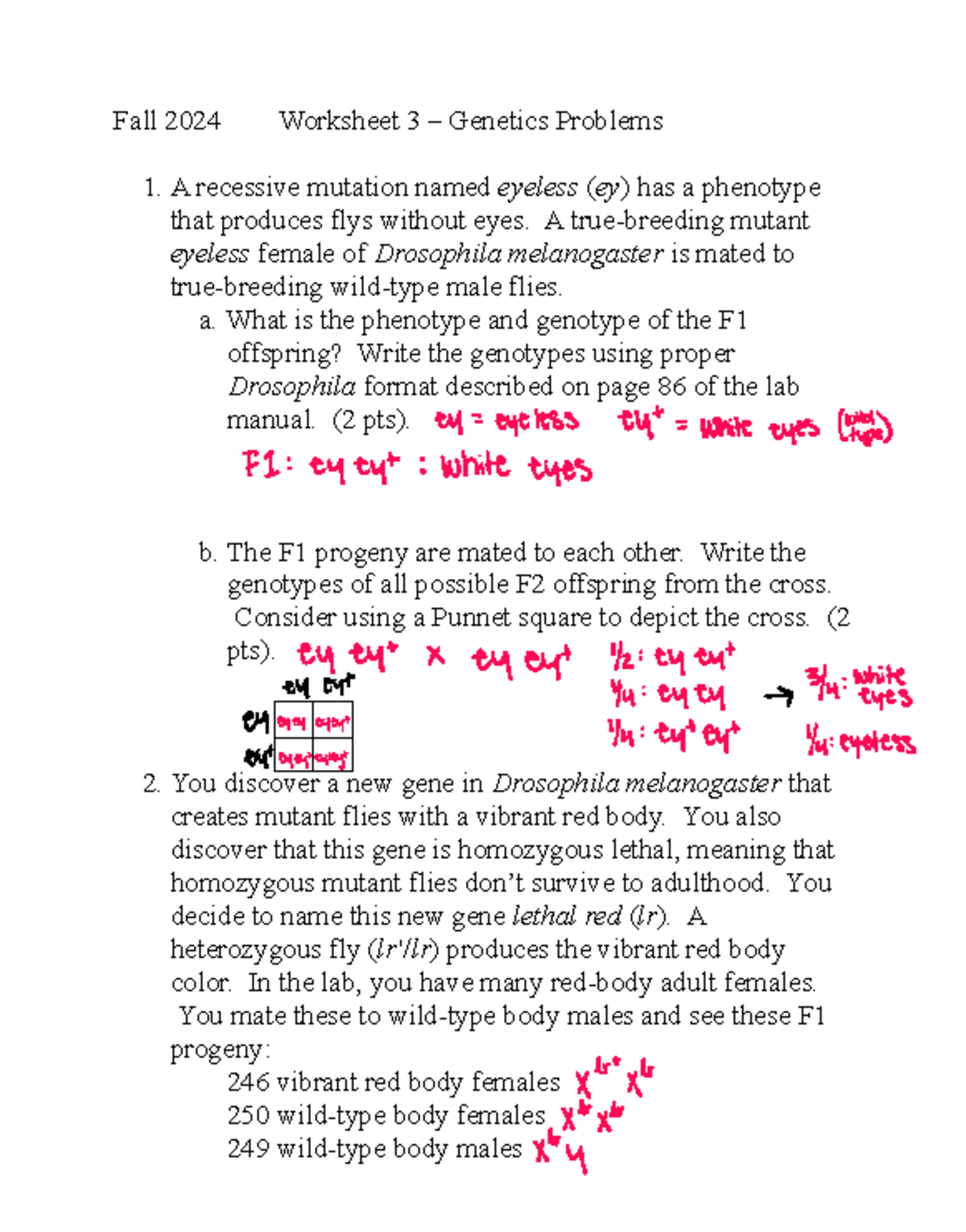 Genetics Problems Worksheet 3 - Drosophila Analysis and Crosses
