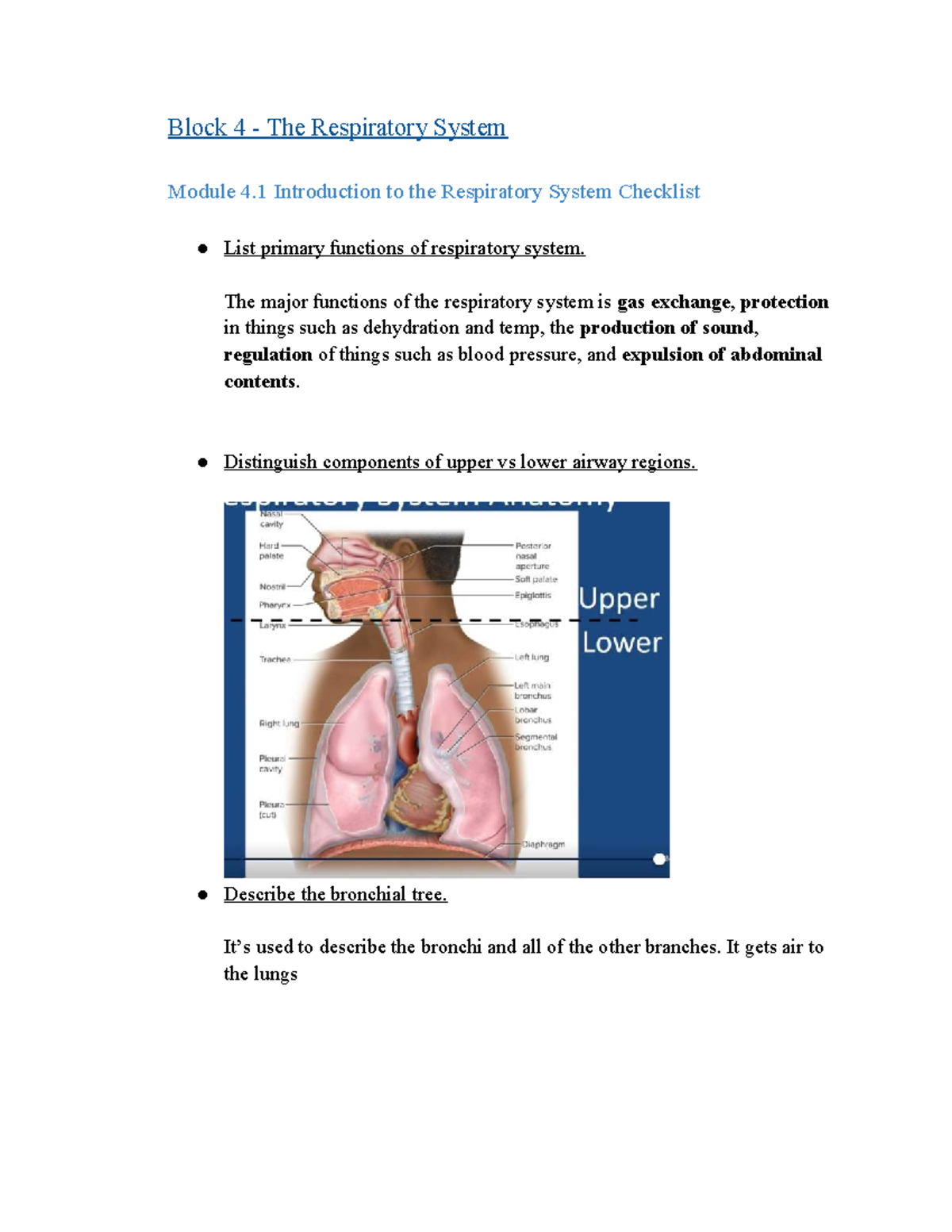 Block 4: The Respiratory System - Functions, Mechanics & Gas Exchange ...