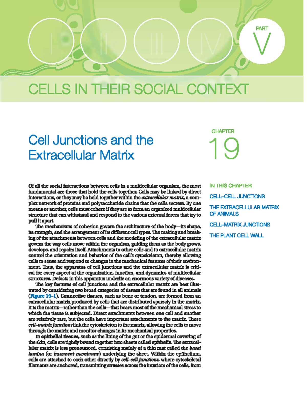 Reading Guide #10: Key Concepts on Cell Junctions & Extracellular ...
