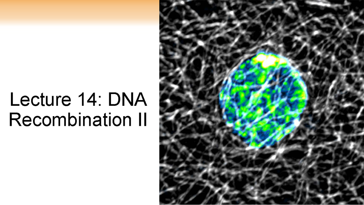 Lecture 14: Mechanisms of DNA Repair & Homologous Recombination - Studocu
